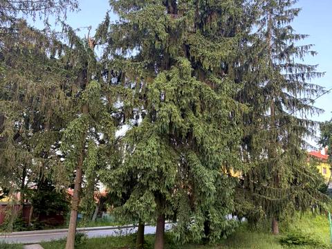 квартира по адресу Лесная ул., 2а