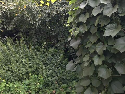 будинок за адресою Кобилянської вул.