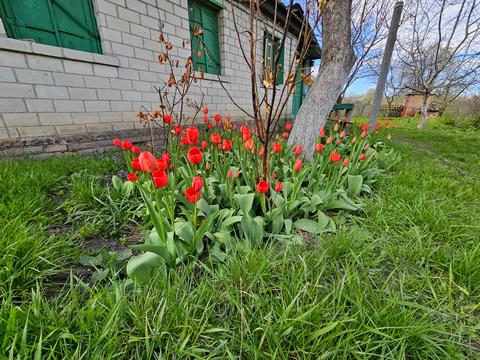 дом по адресу Волкова Сержанта ул., 137