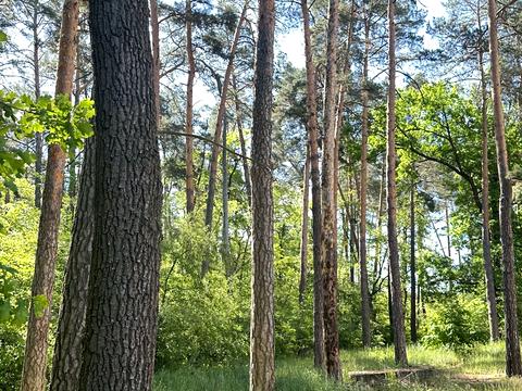 квартира за адресою Лісова вул., 1