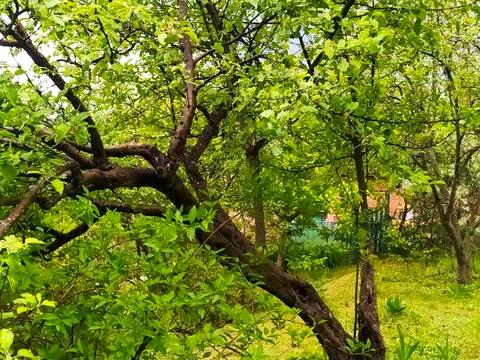 дом по адресу п. Водяное, Подорожник