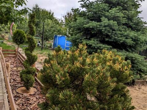 будинок за адресою лісова