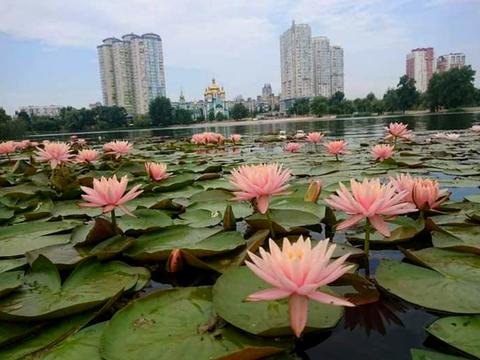 квартира за адресою Юрія Шумського вул., 10