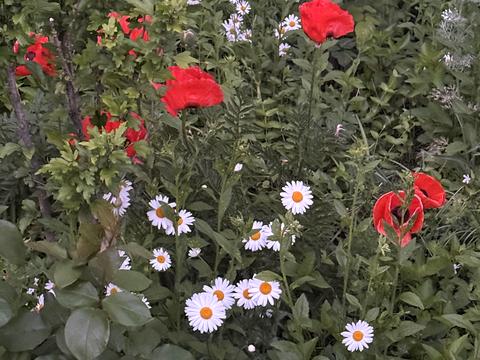 ділянка за адресою Івана Франка, 33