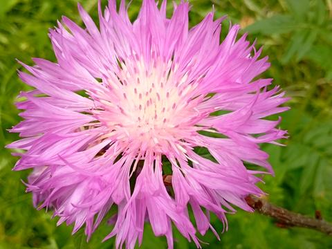 комерційна за адресою Смілянська вул., 7
