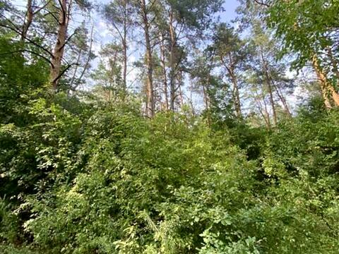 ділянка за адресою с. Піщанка, Зелена