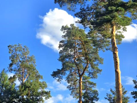 будинок за адресою Ірпінь, Василя Стуса вул. (Пушкінська)