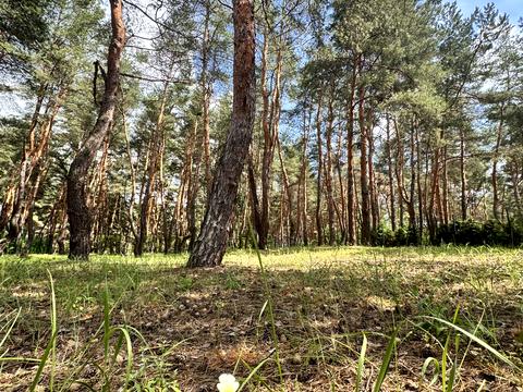 ділянка за адресою Сосновий берег