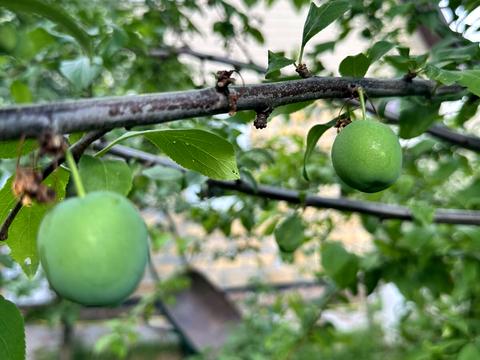 дом по адресу Гвардейский пер., 12