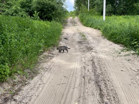 ділянка за адресою баланівська