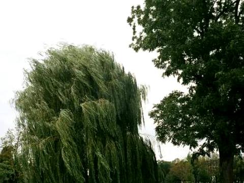 ділянка за адресою Садова вул., 63