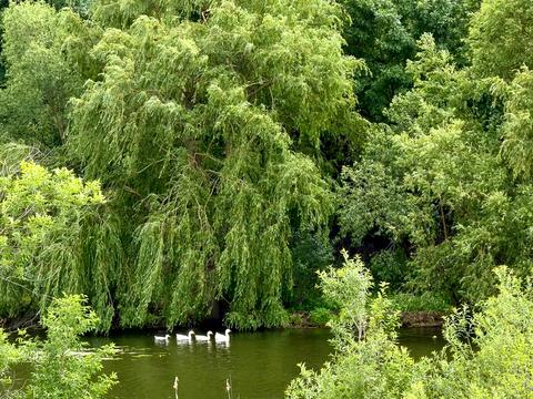 будинок за адресою Самчики, 55