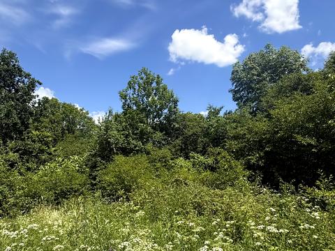 ділянка за адресою с. Тиранівка, Садова, 14