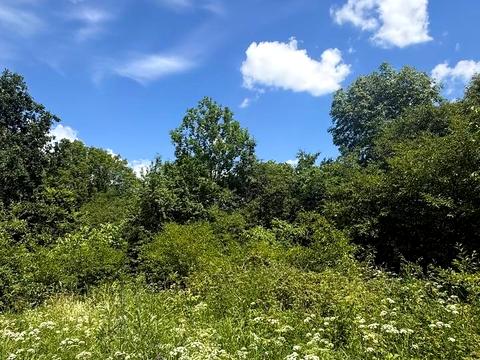ділянка за адресою с. Тиранівка, Садова