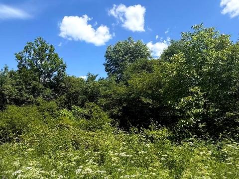 ділянка за адресою с. Тиранівка, Садова