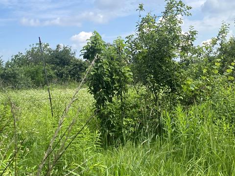 будинок за адресою Каштанова вул. (Будьонного)