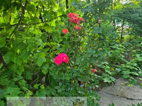 дом по адресу Скворцова ул., 7
