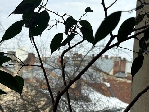квартира за адресою Леоніда Глібова вул., 10