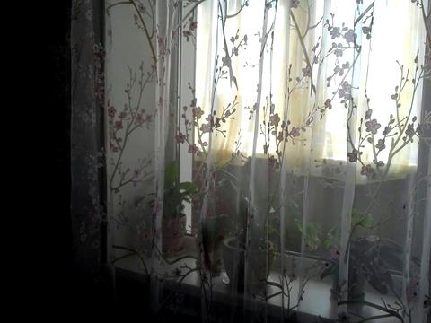 квартира за адресою Центральна вул., 84