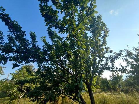 будинок за адресою с. Гаї-Шевченківські, Лісова