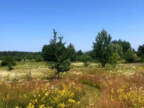 ділянка за адресою Лісова