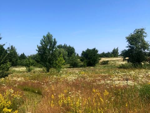 ділянка за адресою Лісова