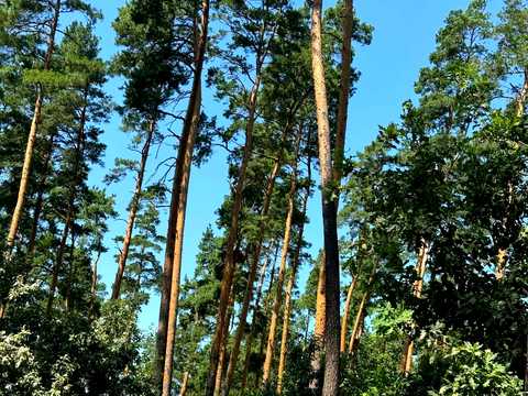 ділянка за адресою Віталія Васільцова вул., 1