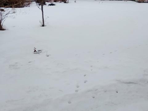 дом по адресу Звенигородська ул., 56