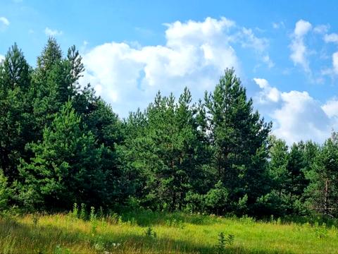 ділянка за адресою Соснова