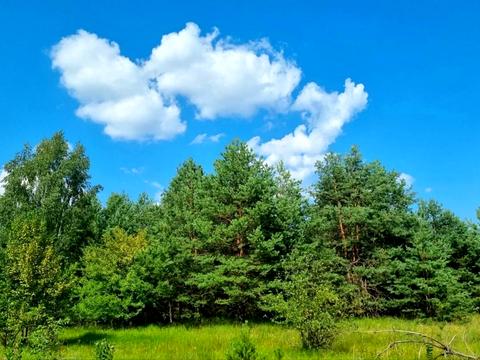 ділянка за адресою Соснова