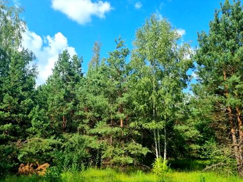 ділянка за адресою Соснова