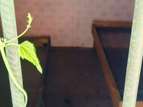 дом по адресу Октябрьская ул. (Жовтнева), 55