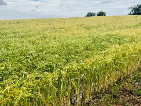 участок по адресу Музиківська