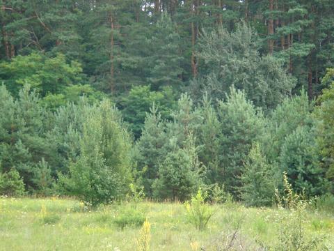 ділянка за адресою Луговая