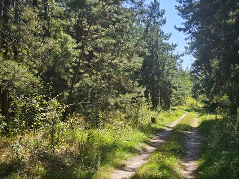 участок по адресу Лісова