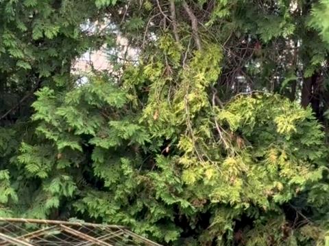 участок по адресу Покутская ул., 24