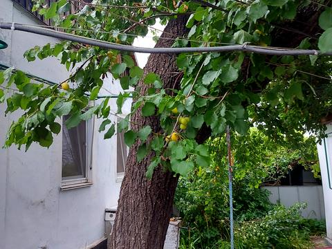 дом по адресу 1-й Парниковий пер., 34