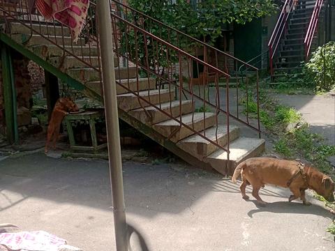 квартира по адресу Романа Шухевича ул. (Бабушкина), 63