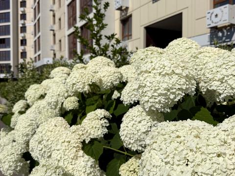 квартира за адресою Сумгаїтська вул., (Будинок)