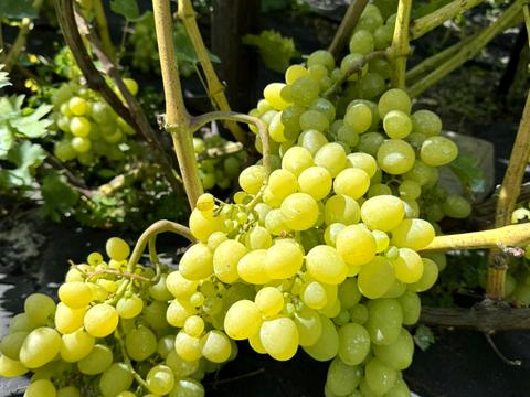 будинок за адресою Сорочинська вул., 25