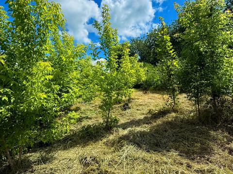 будинок за адресою с. Тростинка, Артема, 39