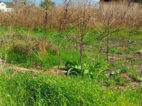 участок по адресу Масив 11