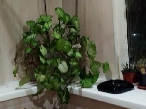 квартира за адресою Люстдорфська дорога вул. (Черноморская дорога), 29