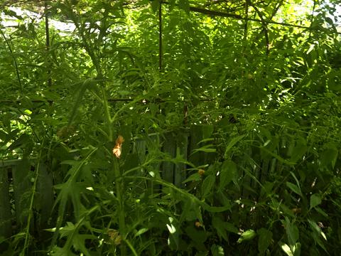 ділянка за адресою Богдана Хмельницького вул., 49