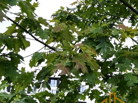 ділянка за адресою Собранецька вул.