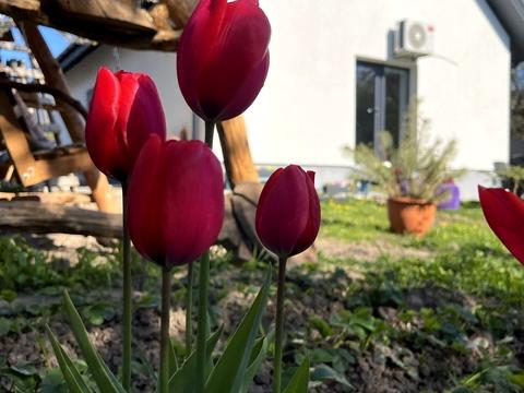 дом по адресу 1-й Лесной пер.