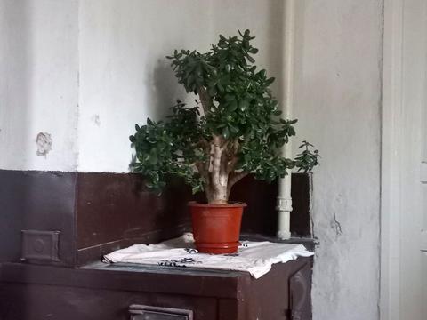 дом по адресу Робоча, 11а
