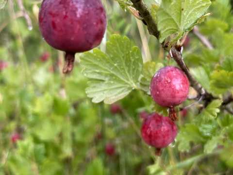 дом по адресу с. Самусевка, Озерна