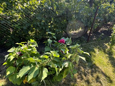 будинок за адресою Орлина вул.
