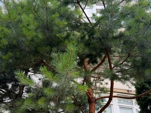 квартира за адресою Кубанська вул., 21